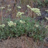 Eriogonum-heracleoides-Parsnip-flowered-buckwheat-3