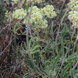 Eriogonum-heracleoides-Parsnip-flowered-buckwheat-4