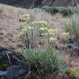 Eriogonum-heracleoides-Parsnip-flowered-buckwheat-5