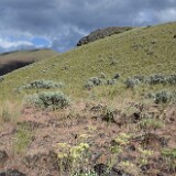 Eriogonum-heracleoides-Parsnip-flowered-buckwheat-6