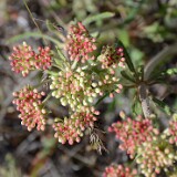 Eriogonum-heracleoides-Parsnip-flowered-buckwheat-7