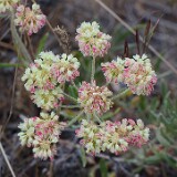 Eriogonum-heracleoides-Parsnip-flowered-buckwheat-8
