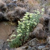 Eriogonum-heracleoides-Parsnip-flowered-buckwheat