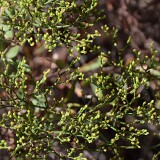 Eriogonum-microtheca-Slender-buckwheat-2