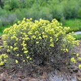 Eriogonum-sphaerocephalum-Rock-buckwheat-1