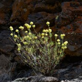 Eriogonum-sphaerocephalum-Rock-buckwheat-3