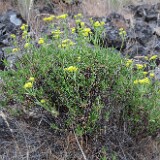 Eriogonum-sphaerocephalum-Rock-buckwheat-5