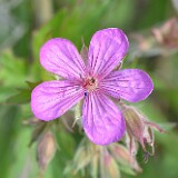 Geranium-viscosissimum-Sticky-purple-geranium-1