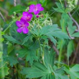 Geranium-viscosissimum-Sticky-purple-geranium-2