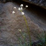 Geyer's desert-parsley - Lomatium geyeri (2)