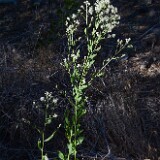 Lepidium-latifolium-Broad-leaved-pepperweed (introduced)