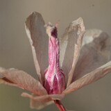 Lewisia rediviva - bitterroot-1