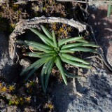 Lewisia-rediviva-Bitterroot-2