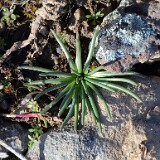 Lewisia-rediviva-Bitterroot