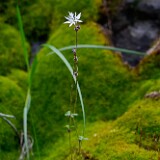 Lithophragma-glabrum-Bulbous-prairie-star-1
