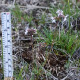Lithophragma-glabrum-Bulbous-prairie-star-3