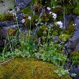 Lithophragma-glabrum-Bulbous-prairie-star