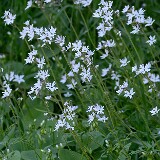 Lithophragma-parviflorum-Smallflower-woodland star-7