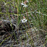 Lithophragma-tenellum-Slender-prairie-star