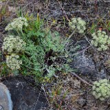 Lomatium-macrocarpum-Bigseed-lomatium-1