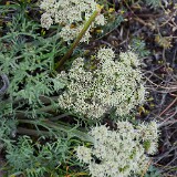 Lomatium-macrocarpum-Bigseed-lomatium-2