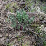 Lomatium-macrocarpum-Bigseed-lomatium