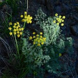 Lomatium-papilioniferum-butterfly-bearing-biscuit-root