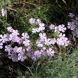 Phlox-longifolia-long-leaf-phlox-2