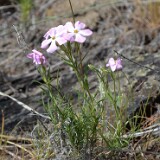 Phlox-longifolia-long-leaf-phlox