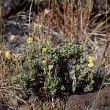 Thyme-leaf wild buckwheat (4)