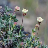 Thyme-leaf wild buckwheat (6)