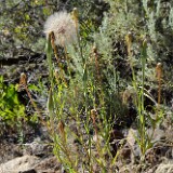 Tragopogon-dubius-Yellow-salsify-3