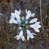 Triteleia-grandiflora-Douglas'-brodiaea-1