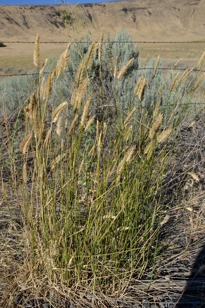 Crested-wheatgrass-Agropyron-cristatum