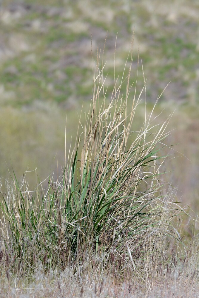 Great-Basin-wild-rye-Leymus-cinereus