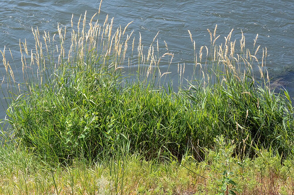 Reed-canary-grass-Phalaris-arundinacea
