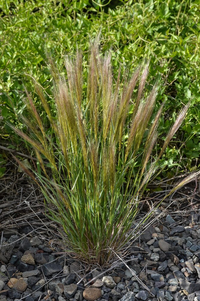 Squirreltail-grass-Elymus-elymoides-1