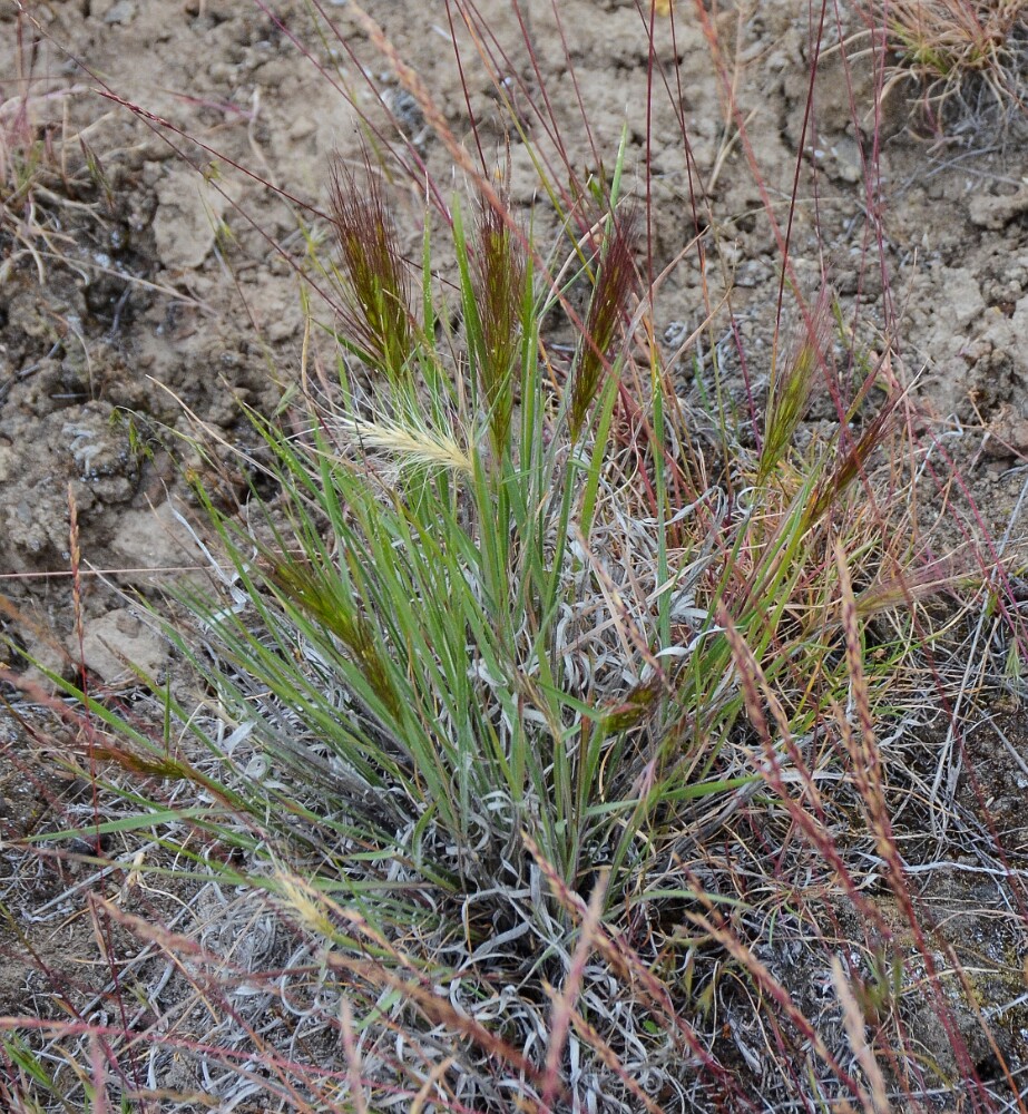 Squirreltail-grass-Elymus-elymoides