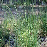 Bluebunch wheatgrass