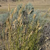 Crested wheatgrass (2)