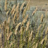Crested-wheatgrass-Agropyron-cristatum-1