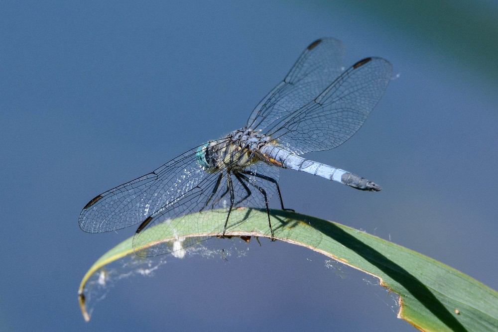 Blue dasher