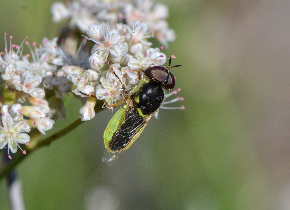 Green soldier fly - aquatic (2)