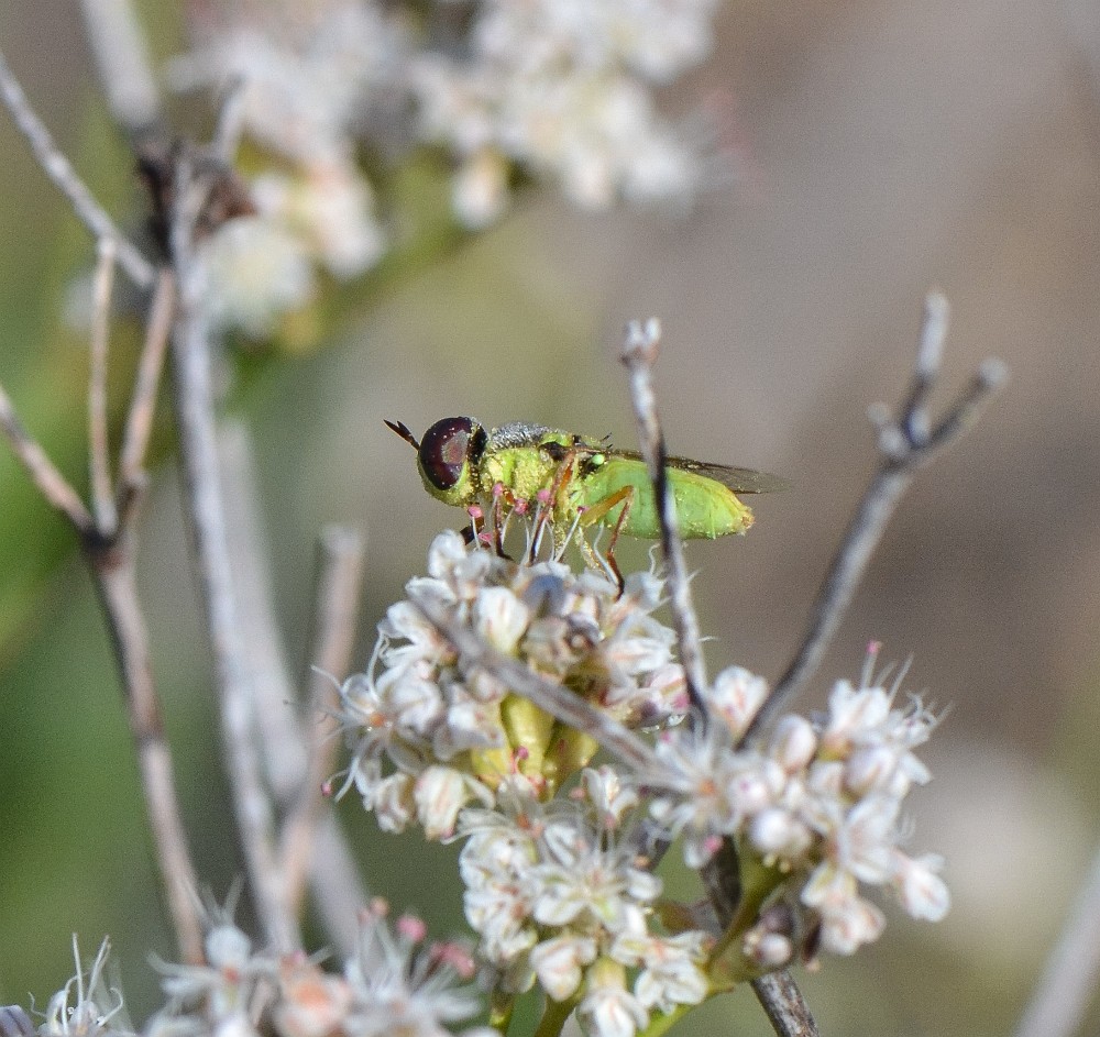 Green soldier fly - aquatic