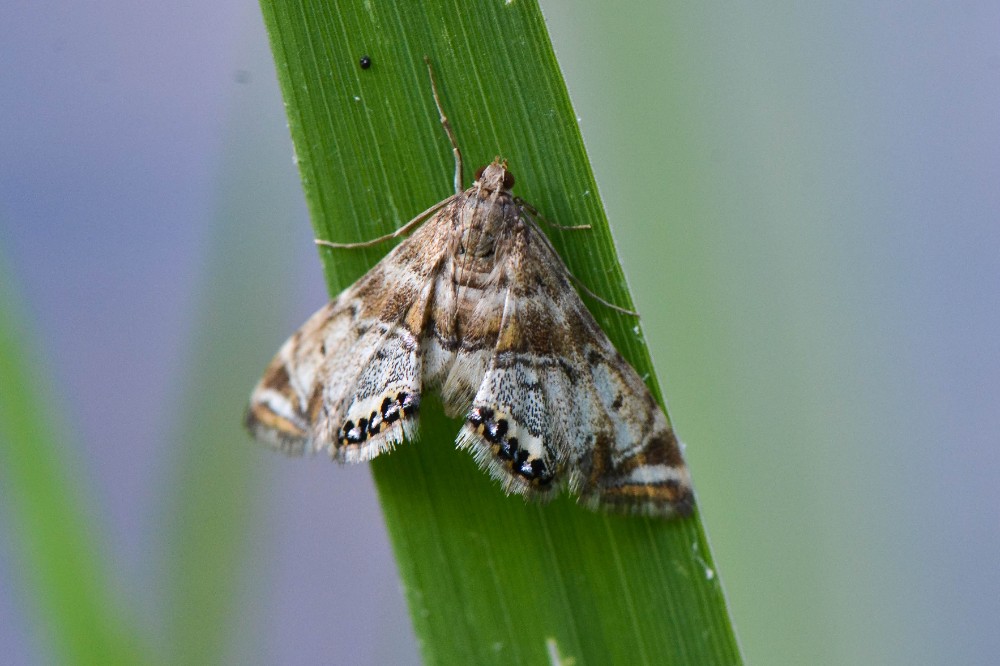 Aquatic moth
