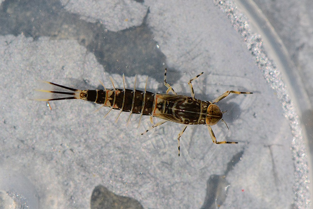 BWO nymph