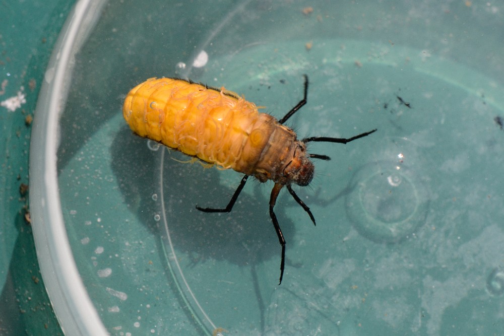 October caddis (2)