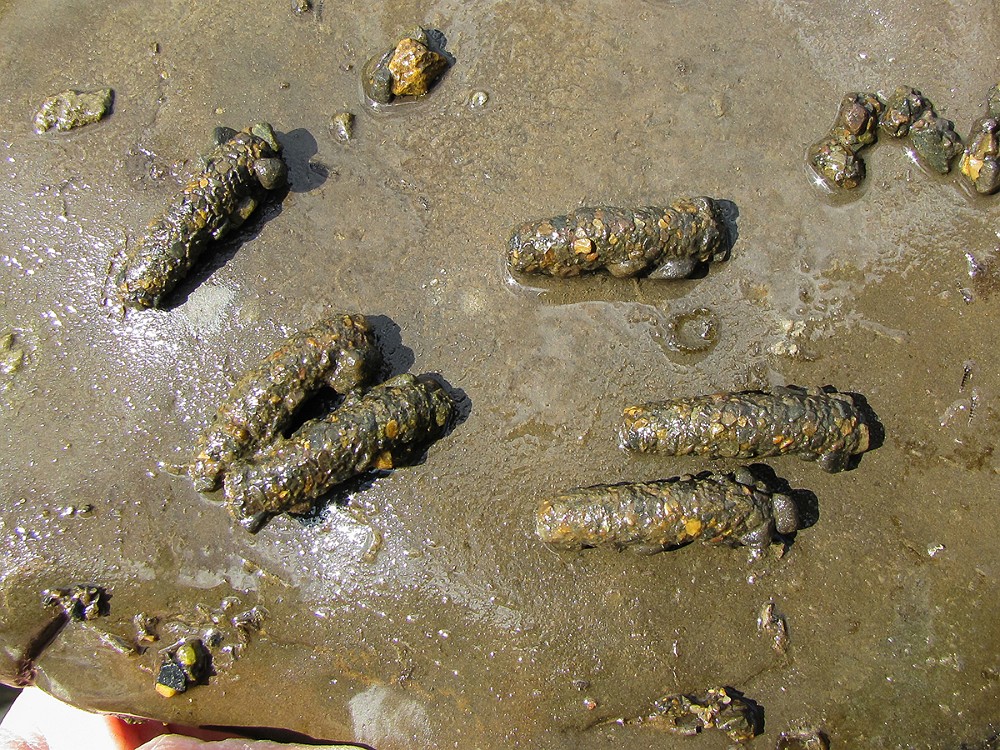 October caddis pupa