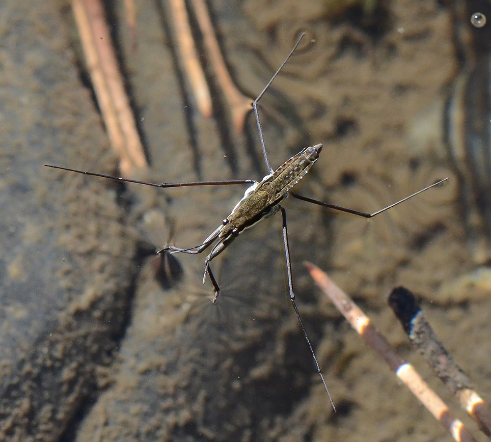 Water-strider-Hemiptera-Gerridae