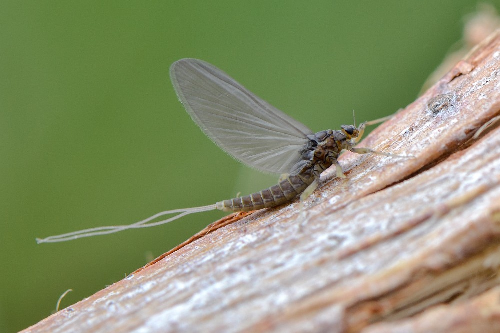 blue-winged-olive